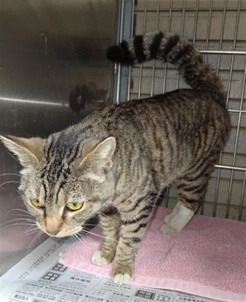 An adult medium-sized female Domestic Short Hair cat named Cinder for adoption in Baldwin Park, CA