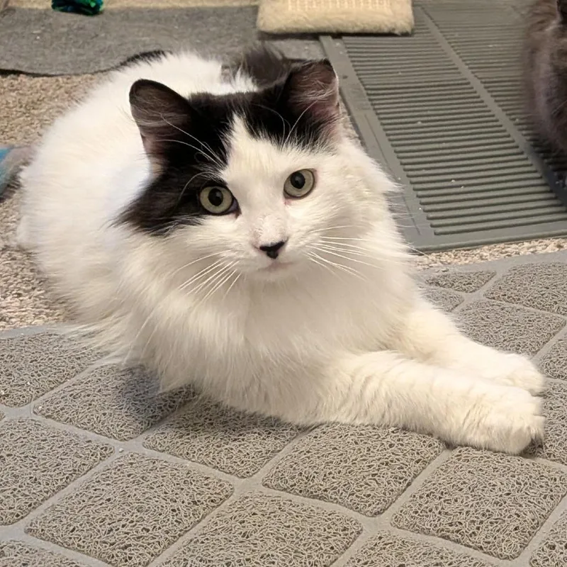 Lydia