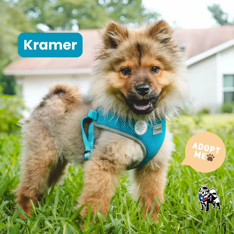 Kramer thumbnail 2