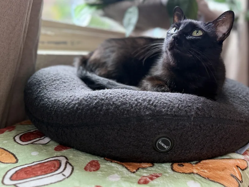 A young medium-sized female Black Domestic Short Hair cat named Lavender for adoption in Seattle, WA