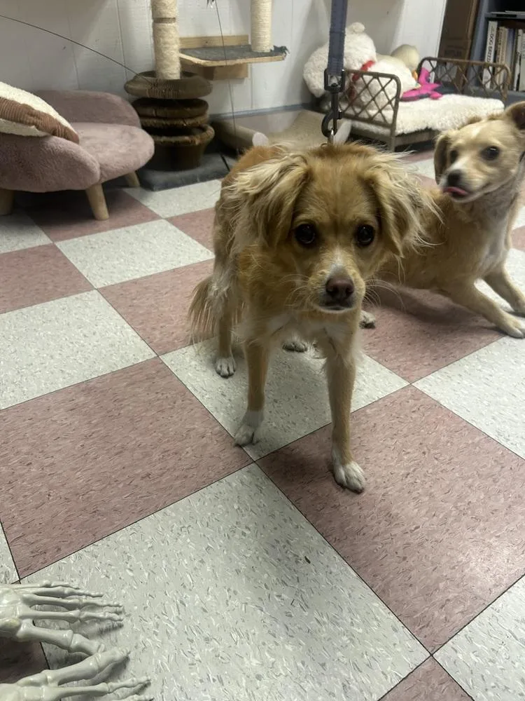 An adult medium-sized male Terrier dog named Little Shadow for adoption in Ontario, CA