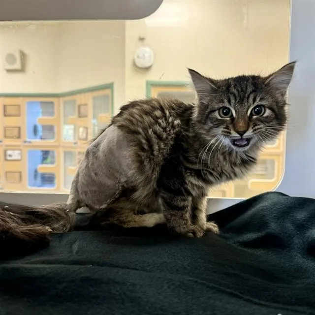A young small-sized female Domestic Short Hair cat named Katana for adoption in Riverside, CA