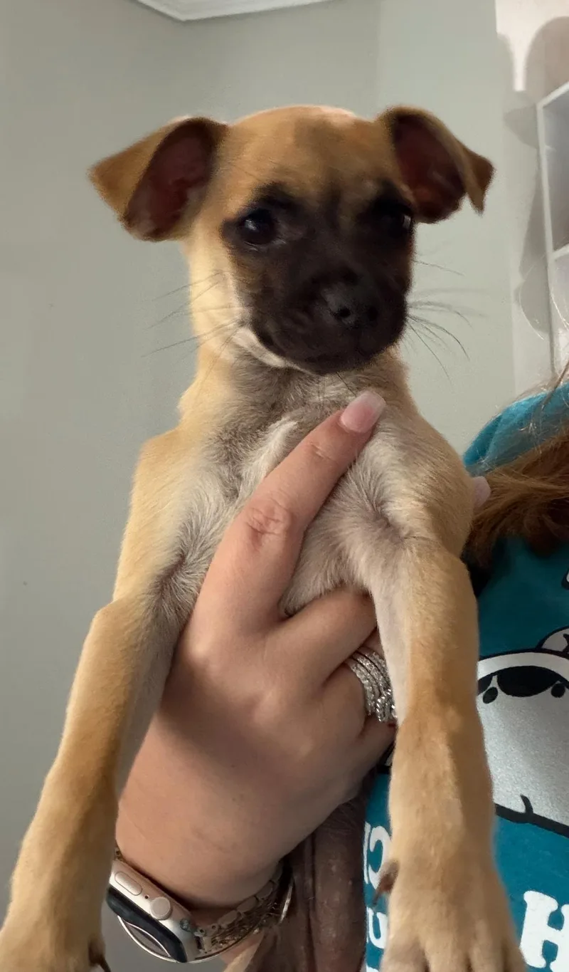 A baby medium-sized female Terrier dog named Honey for adoption in Royal Palm Beach, FL