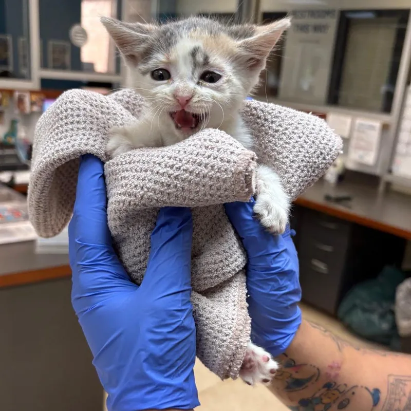 A baby small-sized female Calico Domestic Short Hair cat named Straymasseelane for adoption in Columbus, GA