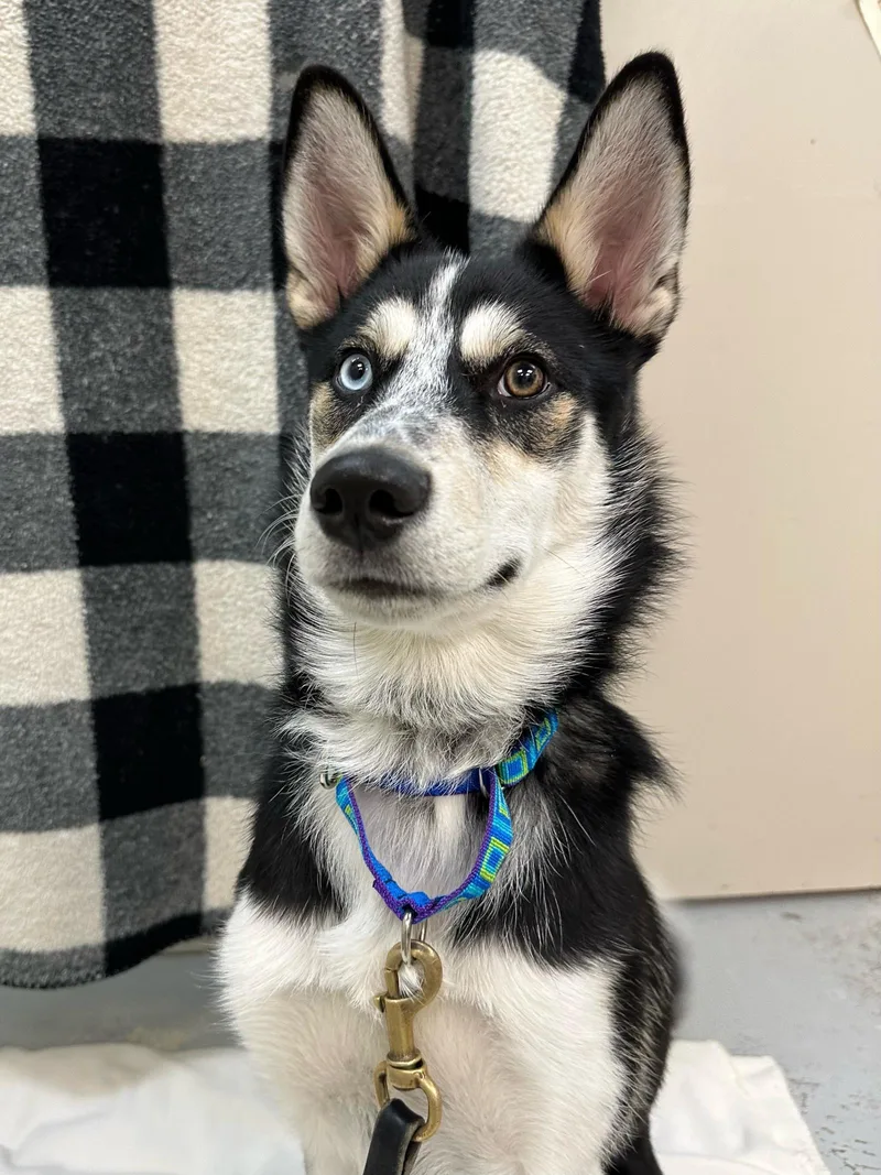 An adult medium-sized male Siberian Husky dog named Presley for adoption in Plover, WI