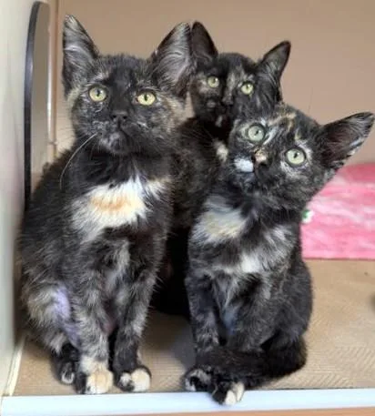 A baby medium-sized female Domestic Short Hair cat named Cupcake for adoption in Brewster, MA