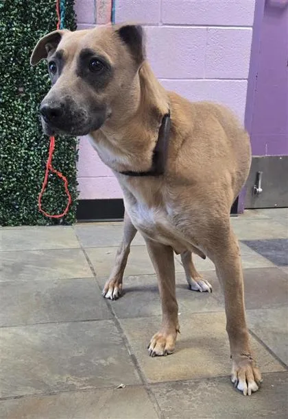 An adult large-sized female Yellow / Tan / Blond / Fawn Mixed Breed dog named 60780563 for adoption in El Paso, TX