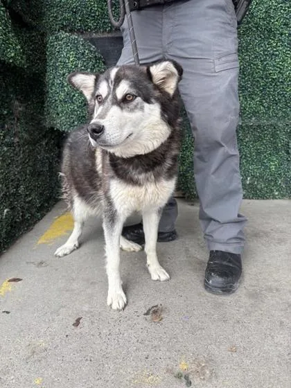A young medium-sized female Black Siberian Husky dog named 61112707 for adoption in El Paso, TX