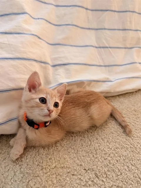 A baby small-sized female Domestic Short Hair cat named Kernal for adoption in Tustin, CA