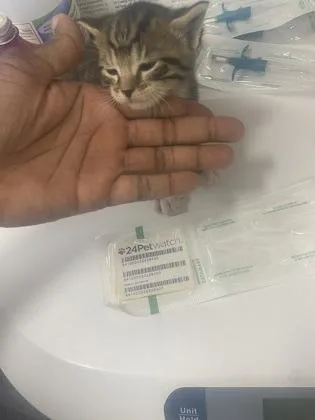 A baby small-sized male Domestic Short Hair cat named Moose for adoption in Gainesville, FL