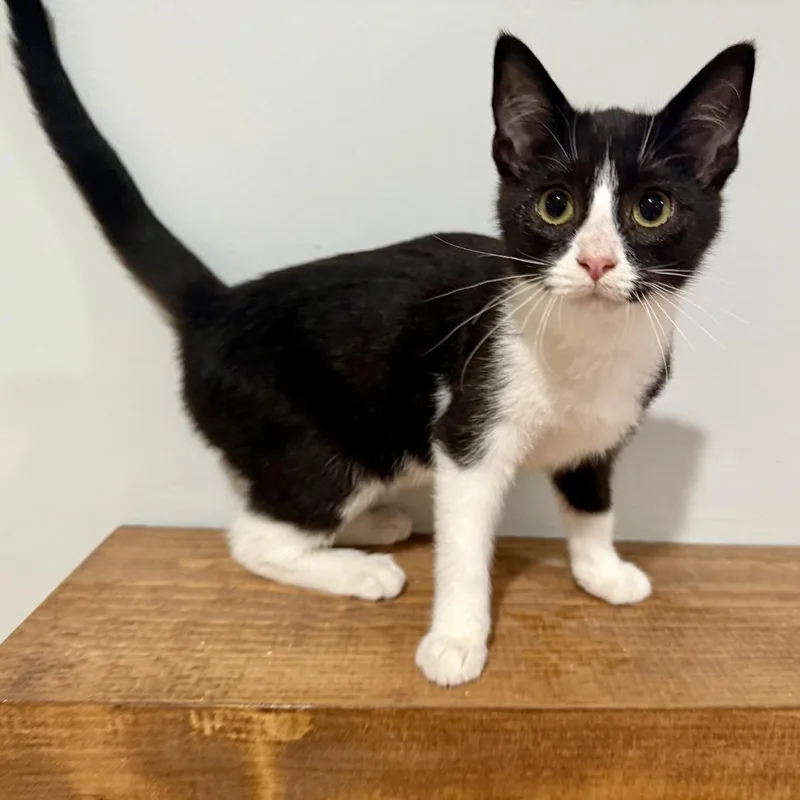 Ruff Runner thumbnail 2