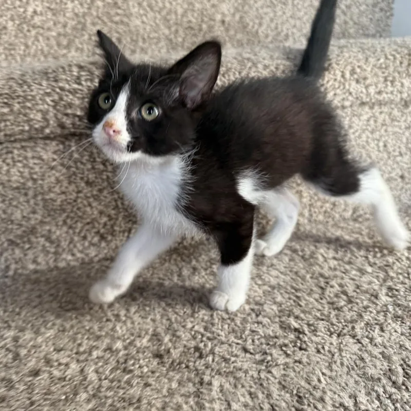 Ruff Runner thumbnail 3