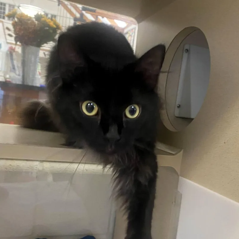 Binx thumbnail 2
