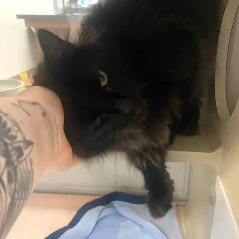 Binx thumbnail 3
