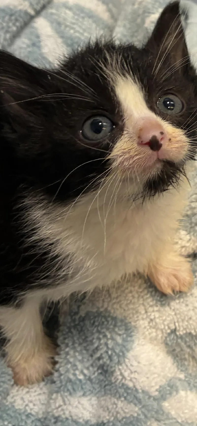 A baby medium-sized female Black Domestic Short Hair cat named Minnie for adoption in East Brunswick, NJ