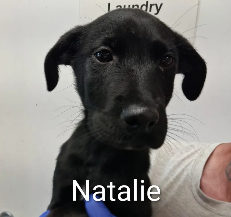 A baby medium-sized female Terrier dog named Natalie for adoption in Maynardville, TN