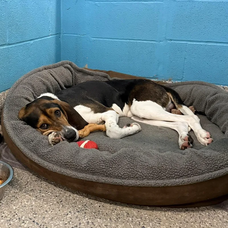 An adult medium-sized male Tricolor (Brown, Black, & White) Hound dog named Rocco for adoption in Warren, OH