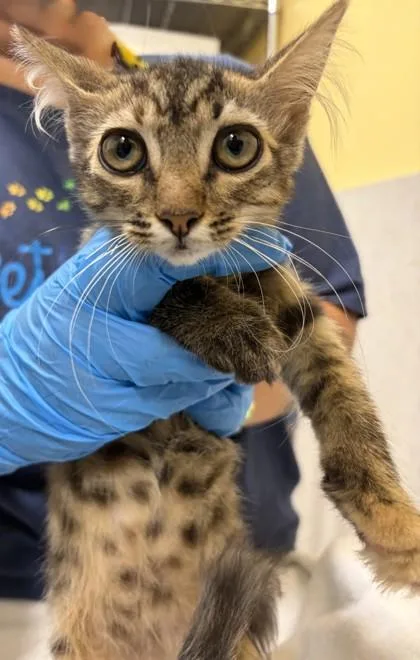 A baby small-sized female Domestic Short Hair cat named Shakira for adoption in Honolulu, HI
