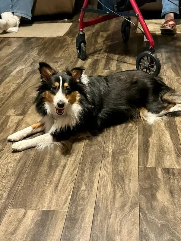 A young small-sized female Tricolor (Brown, Black, & White) Shetland Sheepdog / Sheltie dog named Dolly  SPECIAL NEEDS for adoption in Chapel Hill, TN