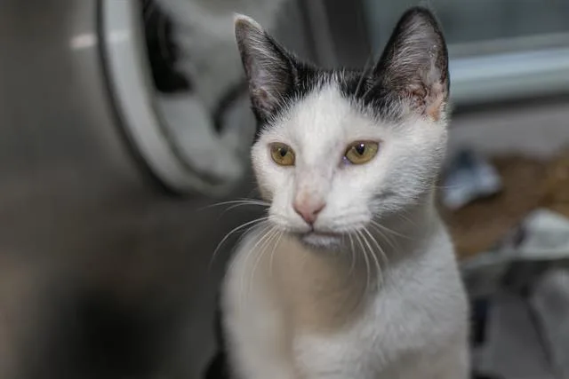 A young small-sized male Domestic Medium Hair cat named Yang for adoption in Charlotte, NC