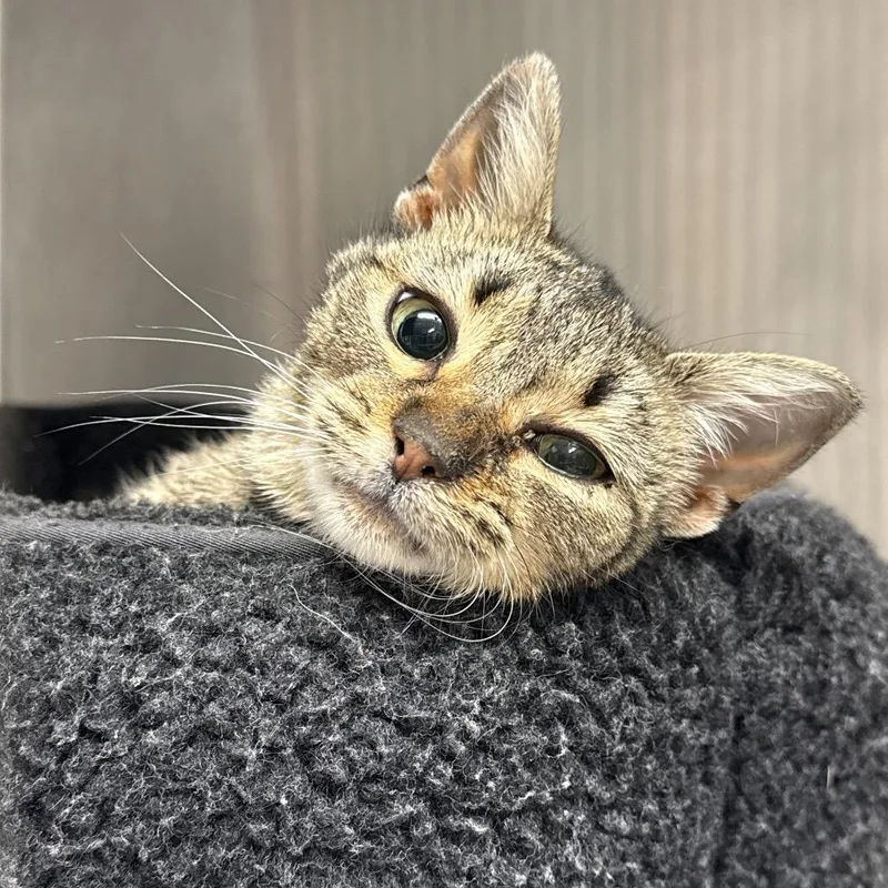 A young small-sized female Brown / Chocolate Domestic Short Hair cat named Minerva for adoption in Indianapolis, IN