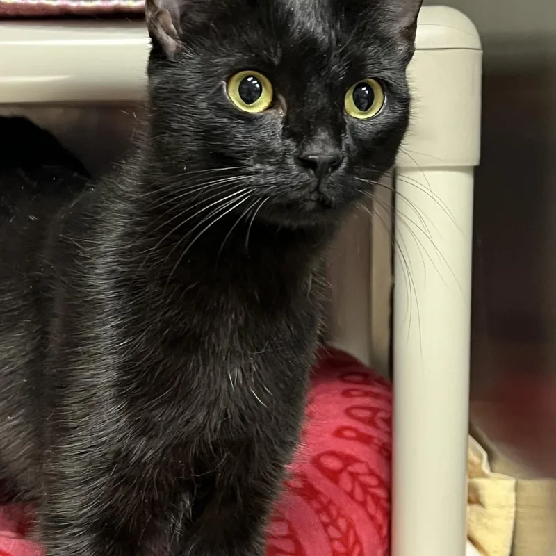 A young medium-sized female Black Domestic Short Hair cat named Binx for adoption in Johnston, RI
