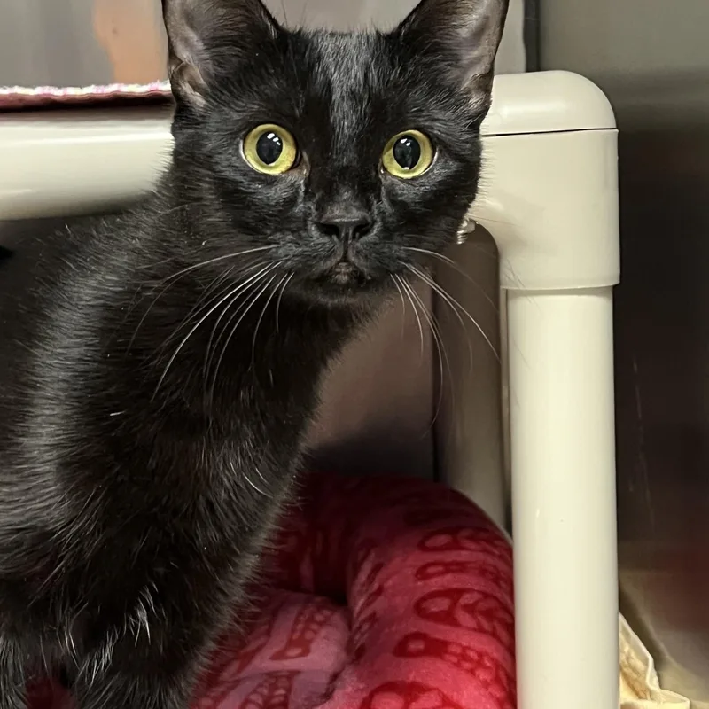 Binx thumbnail 2