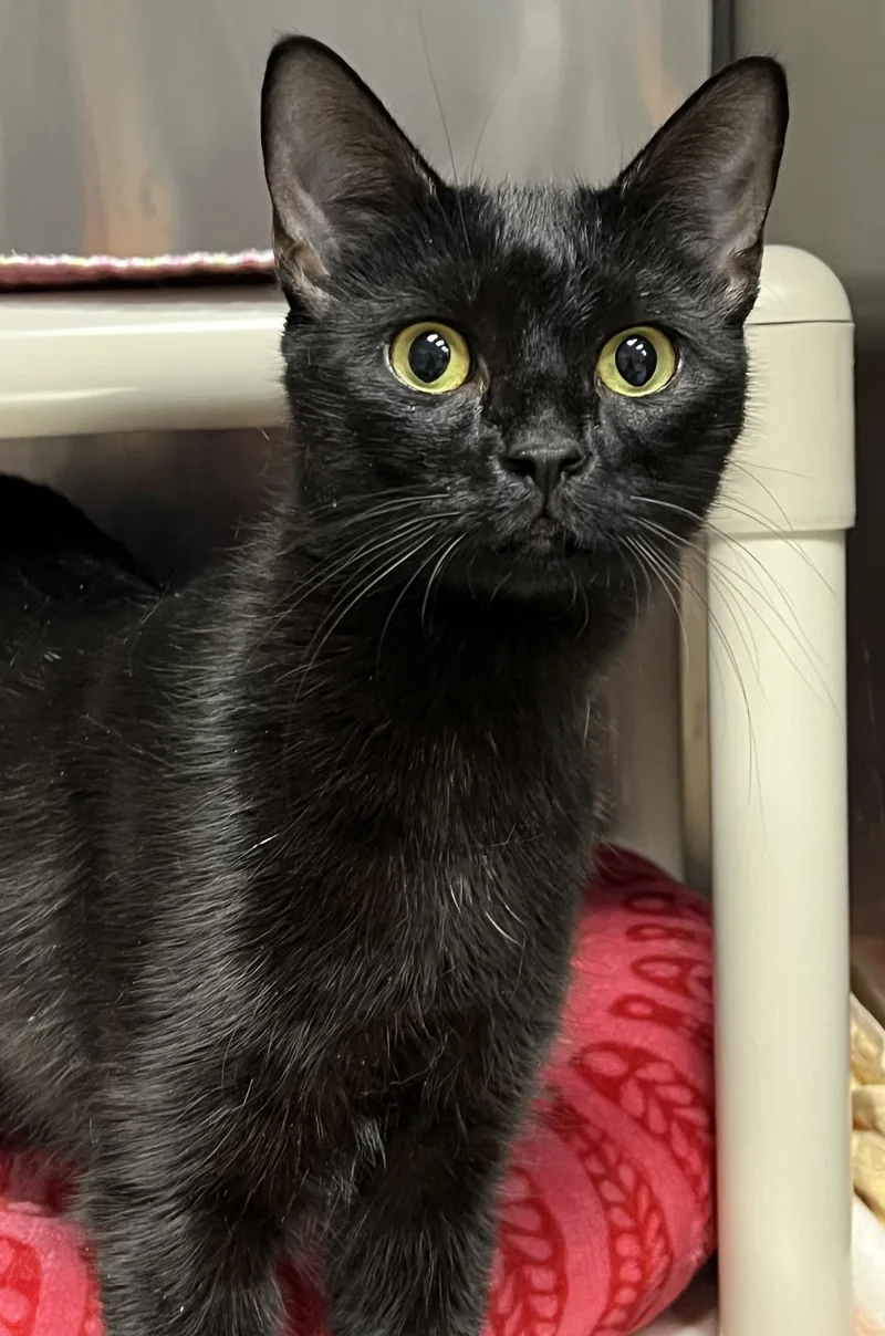 Binx thumbnail 3