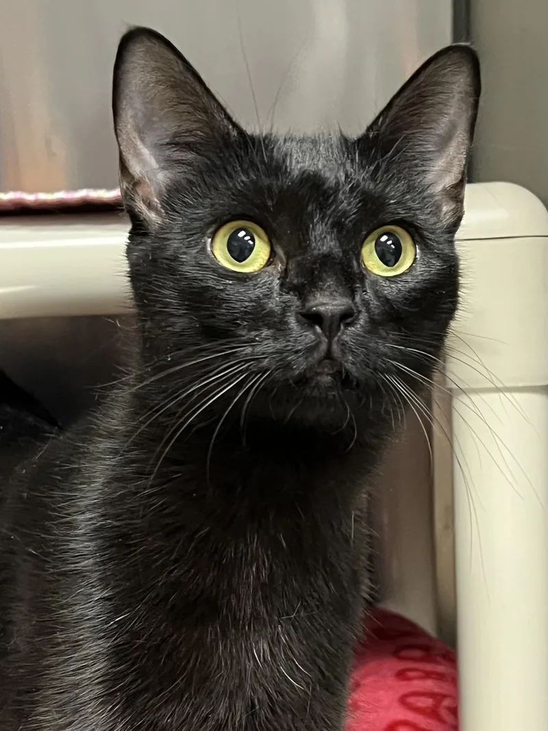 Binx thumbnail 5