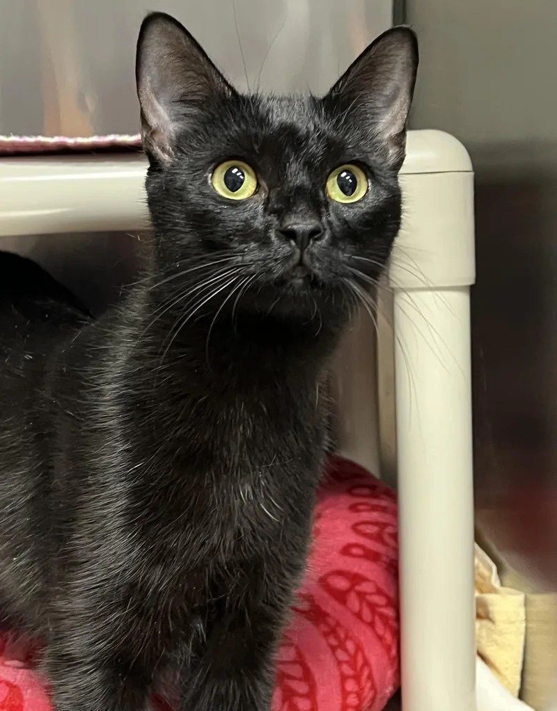 Binx thumbnail 6
