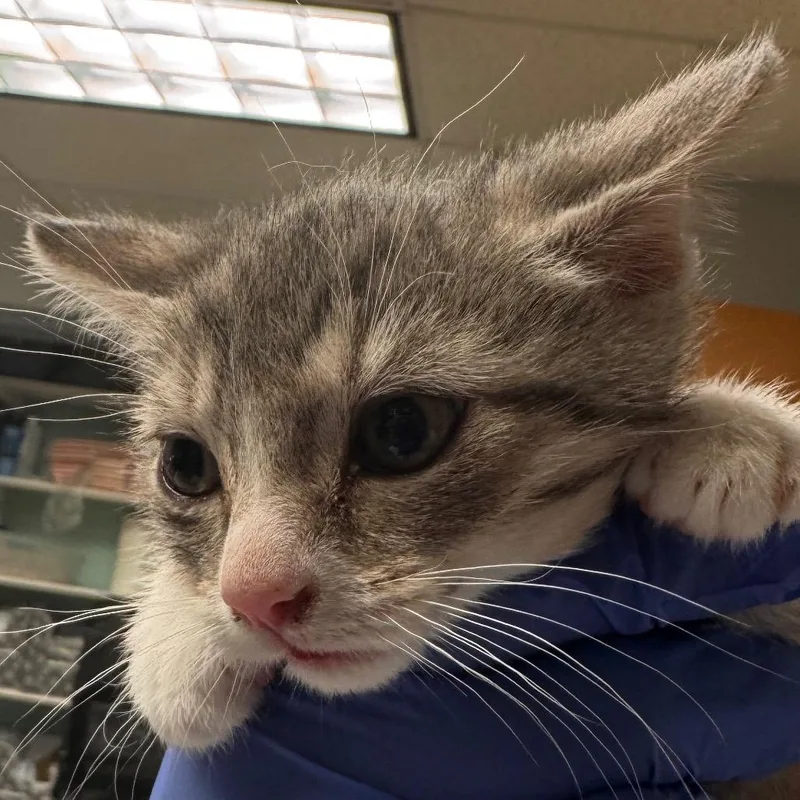 A baby small-sized female Gray / Blue / Silver Domestic Short Hair cat named Fern for adoption in Birdsboro, PA