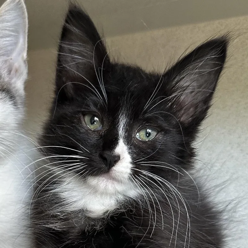 A baby small-sized female Black Domestic Short Hair cat named Appletini for adoption in Redwood City, CA