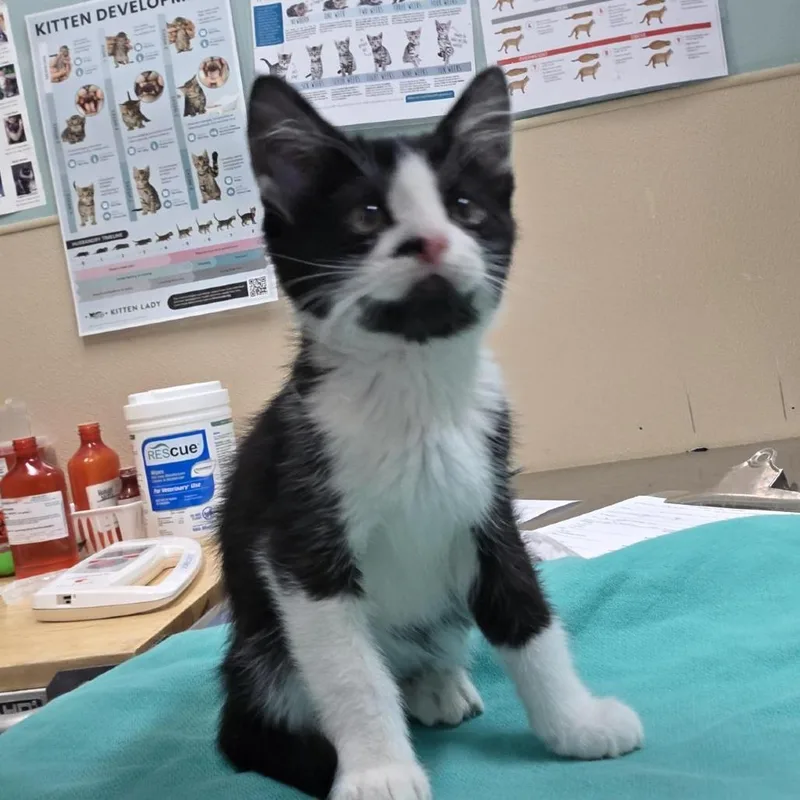 A baby small-sized male Black Domestic Short Hair cat named Jersey for adoption in Tacoma, WA