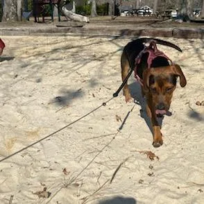 A young medium-sized male Black Hound dog named Shakers for adoption in Gloucester, VA