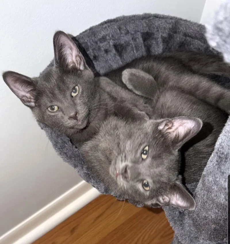 A baby small-sized male Gray & White Domestic Short Hair cat named Kane Siblings are Kova for adoption in Brighton, MI
