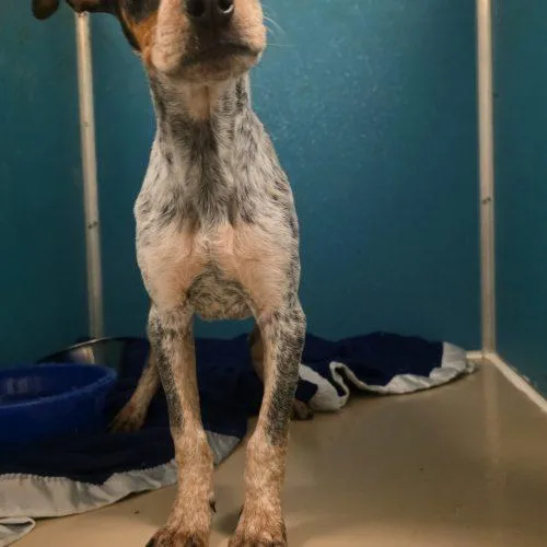 A young small-sized male Merle (Blue) Australian Cattle Dog / Blue Heeler dog named Hunter for adoption in Burlington, IA