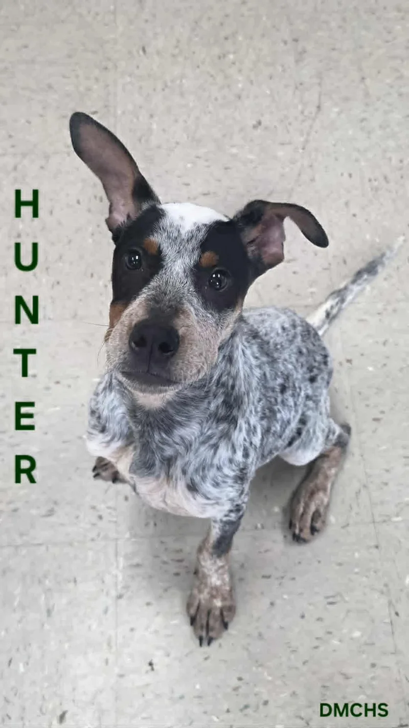 Hunter thumbnail 3