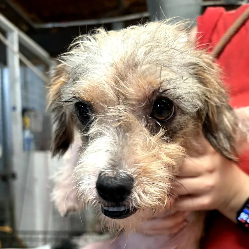 An adult small-sized male Gray / Blue / Silver Mixed Breed dog named Pop FKA Dr. Pepper for adoption in Leander, TX