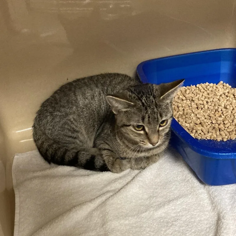 A young small-sized female Gray / Blue / Silver Domestic Short Hair cat named Squeaky for adoption in Blue Ridge, GA
