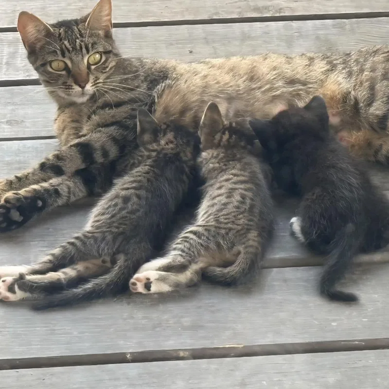 A young medium-sized female Brown / Chocolate Domestic Short Hair cat named Lady Liberty for adoption in Boerne, TX