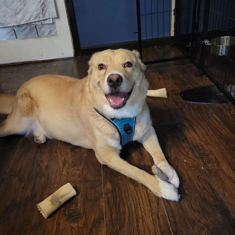An adult medium-sized male Yellow / Tan / Blond / Fawn Mixed Breed dog named Mr Cooper for adoption in Vassalboro, ME