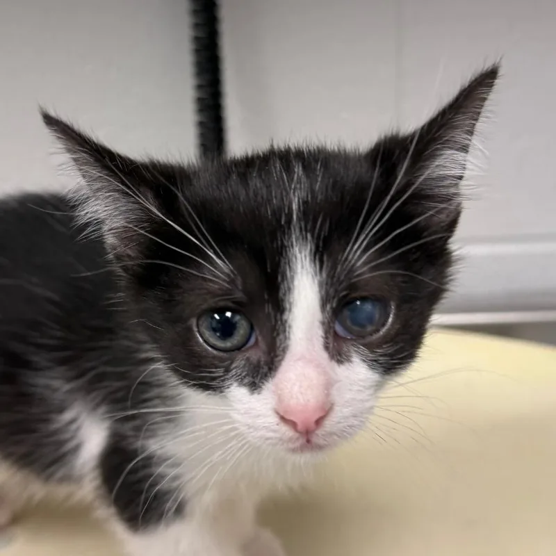 A baby small-sized male Domestic Short Hair cat named Iron man for adoption in Greenville, SC