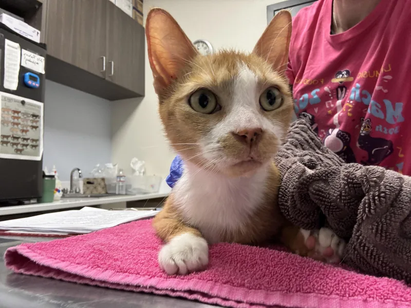 An adult large-sized female Domestic Short Hair cat named Demeter  Bonded With for adoption in Chico, CA