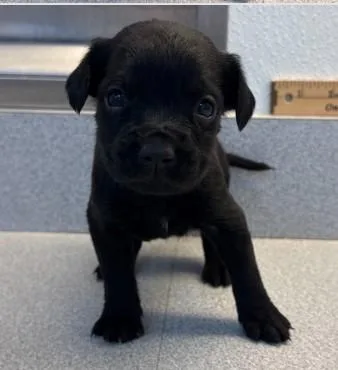 A baby small-sized male Mixed Breed dog named Mango for adoption in West Chester, PA