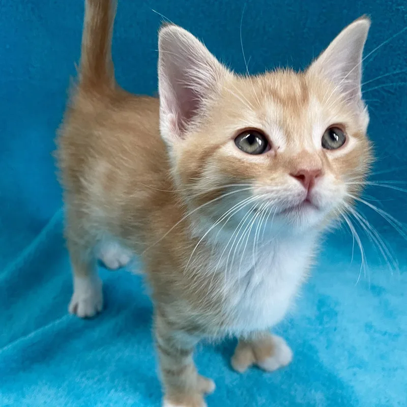 A baby medium-sized male Tabby (Orange / Red) Extra-Toes Cat / Hemingway Polydactyl cat named Six for adoption in Greensboro, NC