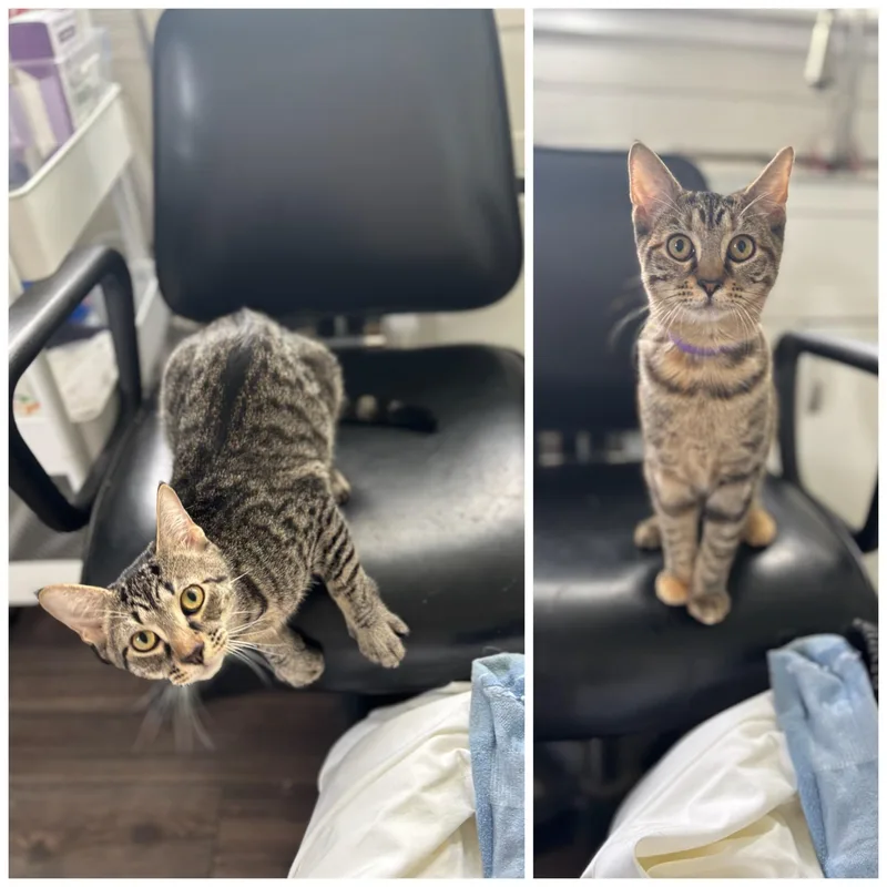 A young medium-sized male Domestic Short Hair cat named Baloo & Zara for adoption in Honeoye, NY