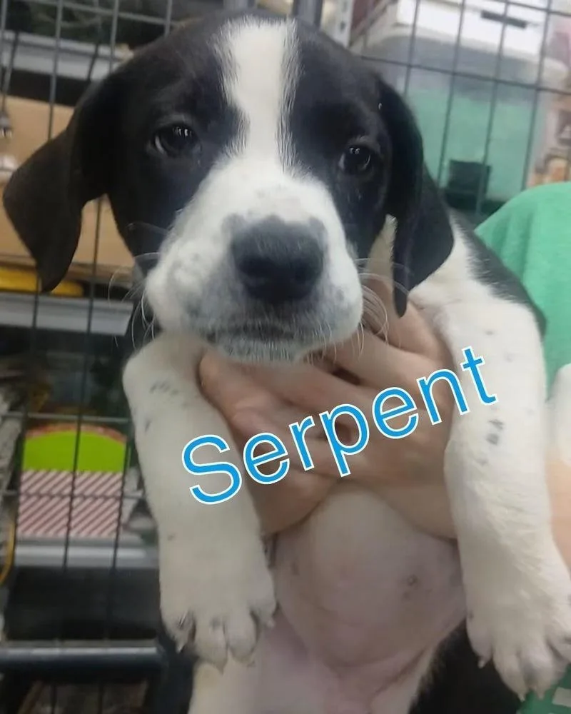 A baby medium-sized female Tricolor (Brown, Black, & White) Mixed Breed dog named Serpent for adoption in Evansville, IN