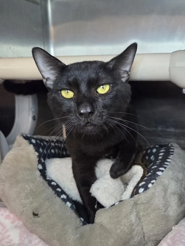 An adult medium-sized male Domestic Short Hair cat named Paul Hodges for adoption in Millersville, MD