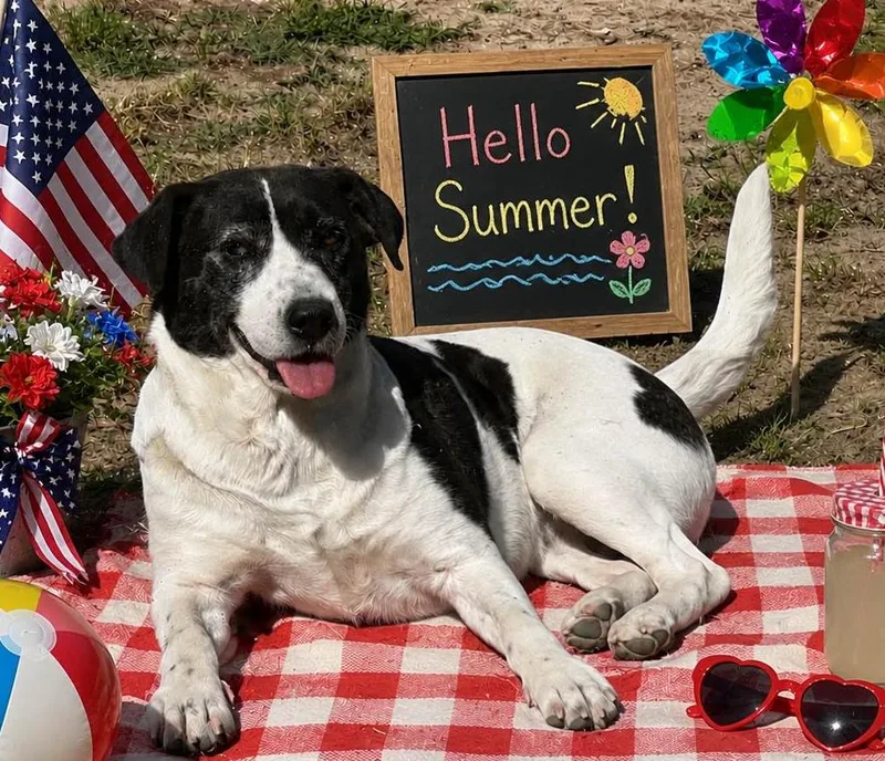 An adult medium-sized female Border Collie dog named Elowen for adoption in Locust Fork, AL