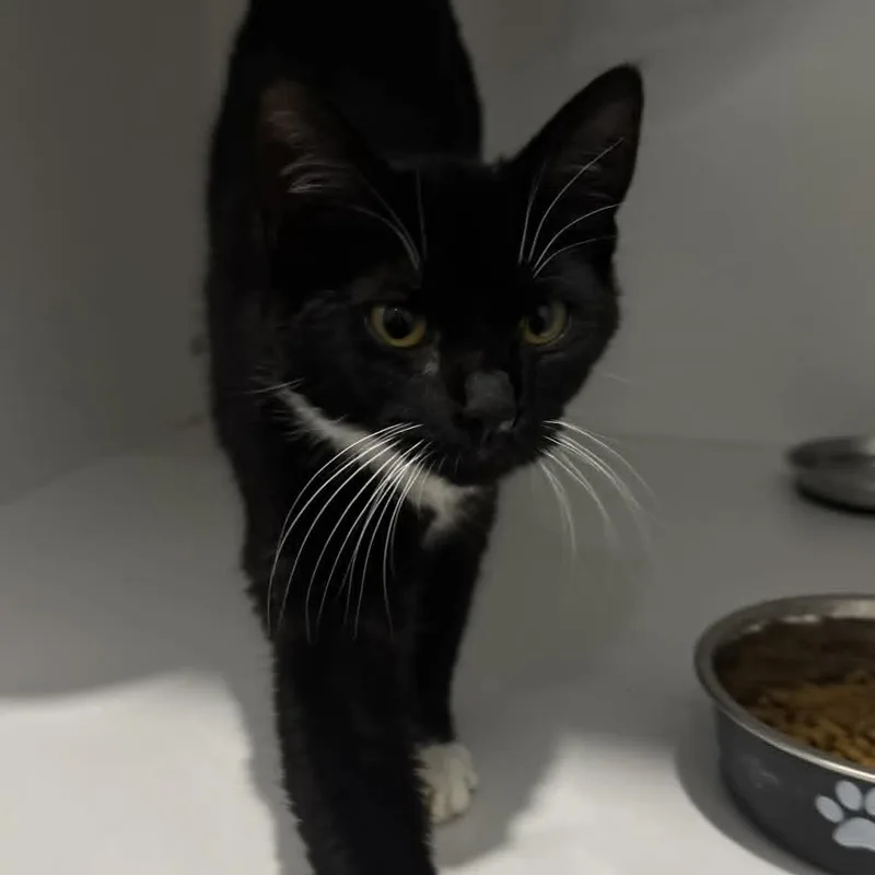 A baby small-sized female American Shorthair cat named Sophie for adoption in Danbury, CT